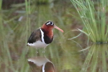 Greater Painted-snipe 滋賀県 Wed, 8/11/2021