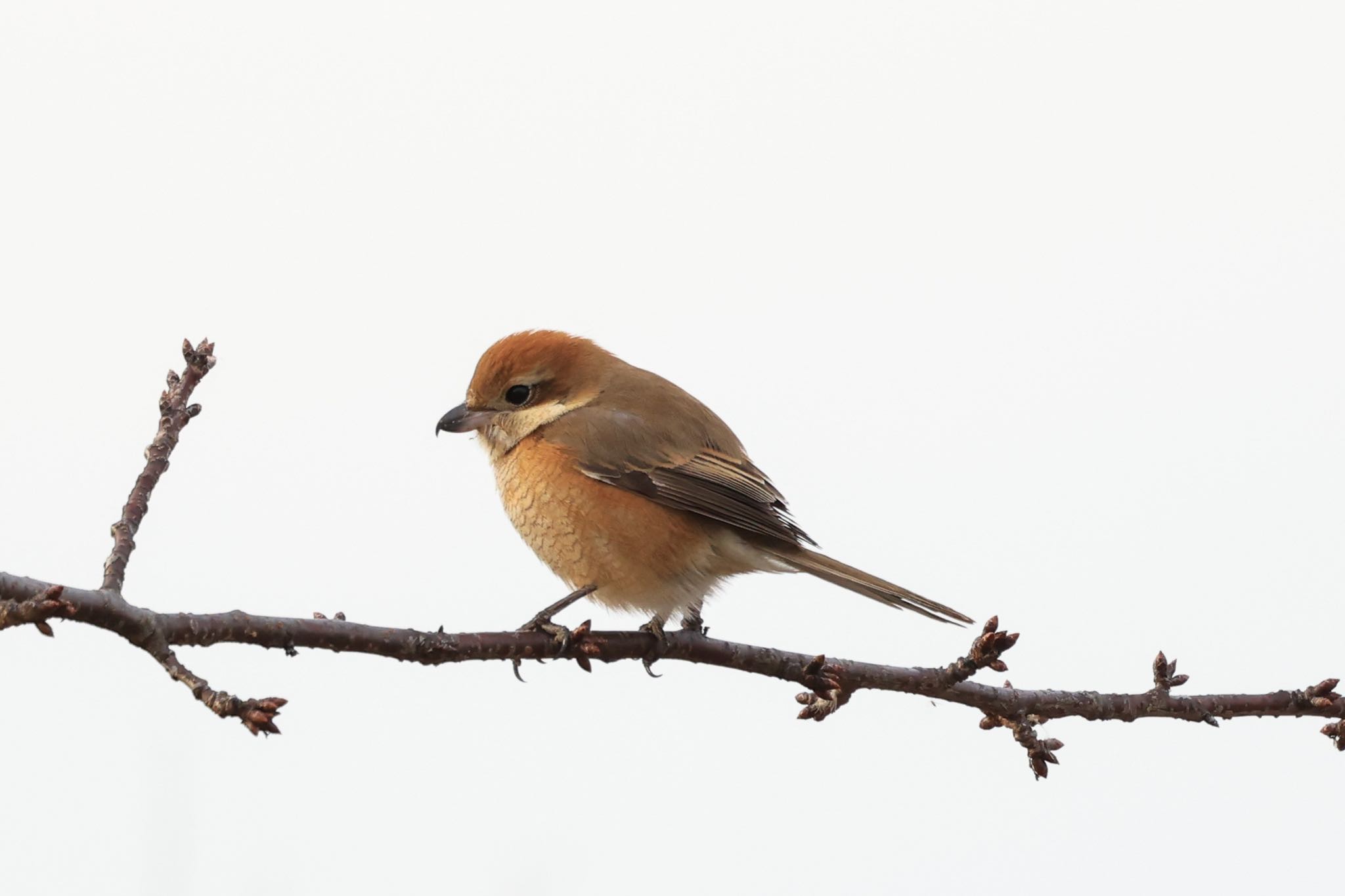 Photo of Bull-headed Shrike at 阿部池 by H.NAKAMURA