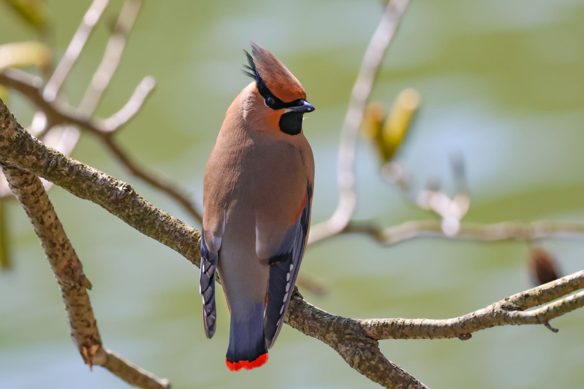 Photo of Japanese Waxwing at 深山公園 by H.NAKAMURA