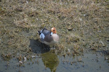 Eurasian Wigeon Yatsu-higata Sun, 4/2/2017