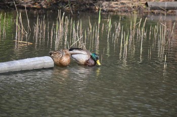 マガモ 谷津干潟 2017年4月2日(日)