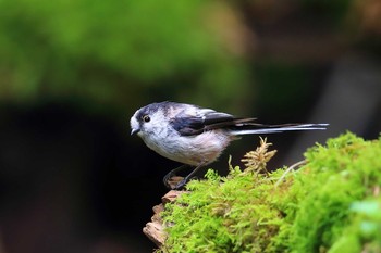 Long-tailed Tit Unknown Spots Fri, 7/23/2021