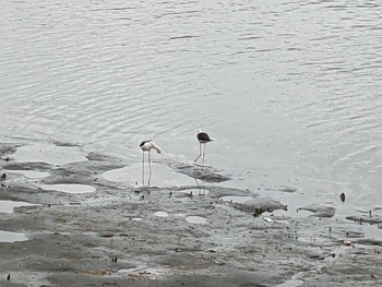 Black-winged Stilt Tokyo Port Wild Bird Park Mon, 8/9/2021