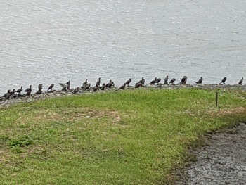 カワウ 東京港野鳥公園 2021年8月9日(月)