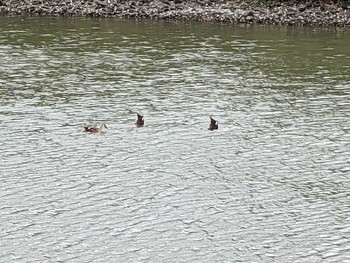 カルガモ 東京港野鳥公園 2021年8月9日(月)