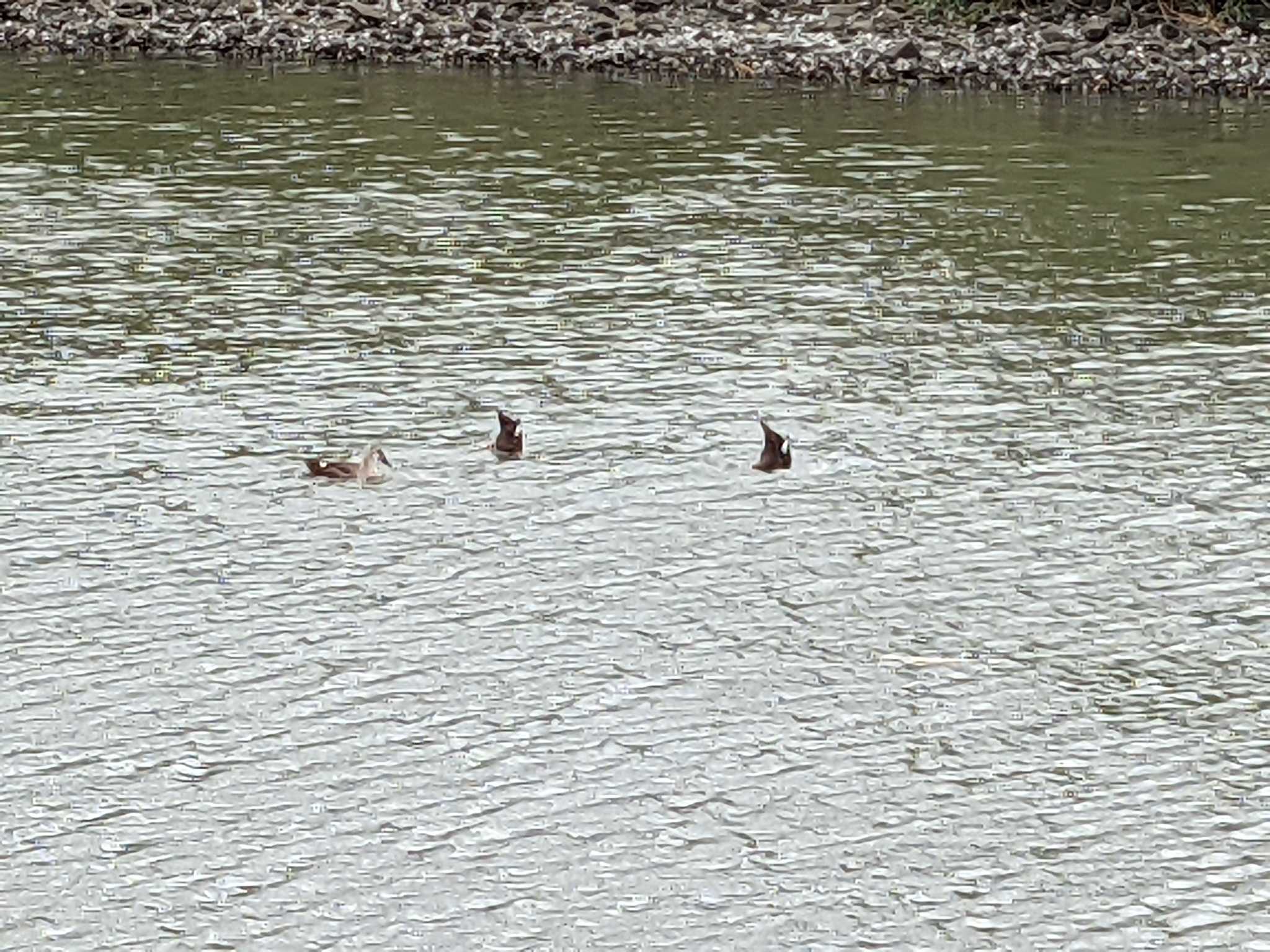 Eastern Spot-billed Duck