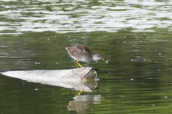 2021年8月12日(木) 都立浮間公園の野鳥観察記録