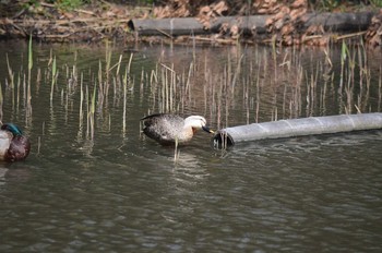 Eastern Spot-billed Duck Yatsu-higata Sun, 4/2/2017