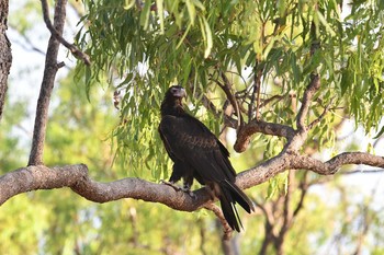 Wedge-tailed Eagle Laura (Australia) Sun, 10/20/2019