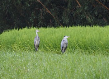 2021年8月12日(木) 奈良県御所市の野鳥観察記録