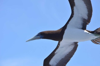 Brown Booby Hahajima Island Fri, 9/16/2016