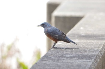 Blue Rock Thrush Hahajima Island Fri, 9/16/2016