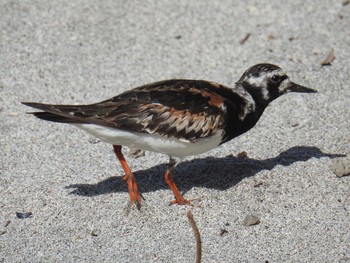 Ruddy Turnstone Hahajima Island Fri, 9/16/2016