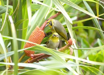 Bonin White-eye Hahajima Island Fri, 9/16/2016