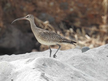 Eurasian Whimbrel Hahajima Island Fri, 9/16/2016