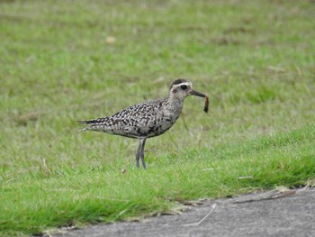 Pacific Golden Plover Hahajima Island Fri, 9/16/2016