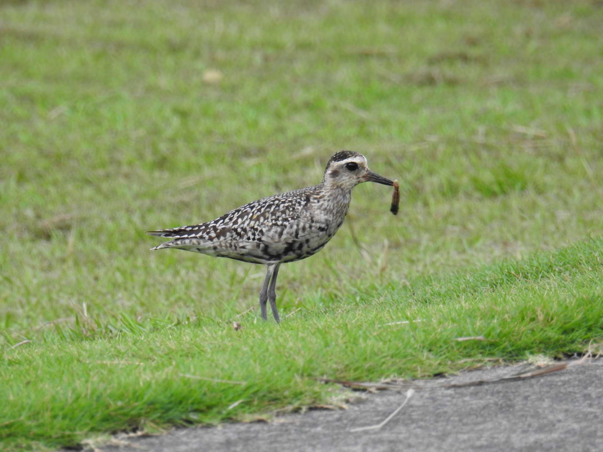 Photo of Pacific Golden Plover at Hahajima Island by 大鷭7945