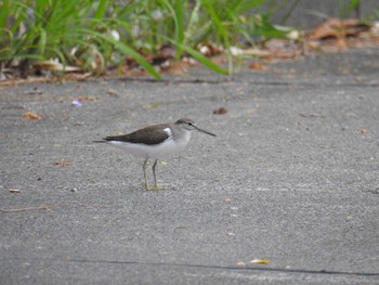 Common Sandpiper Hahajima Island Fri, 9/16/2016