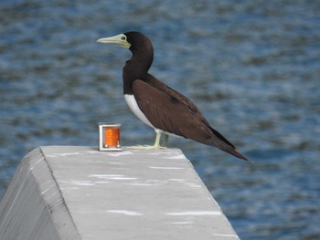 Brown Booby Hahajima Island Fri, 9/16/2016