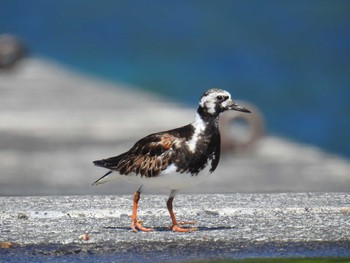 Ruddy Turnstone Hahajima Island Fri, 9/16/2016