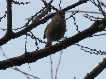 Japanese Bush Warbler 岡山市旭川 Wed, 4/5/2017