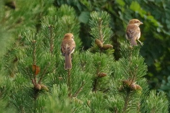 2021年8月12日(木) 五天山公園(札幌市西区)の野鳥観察記録