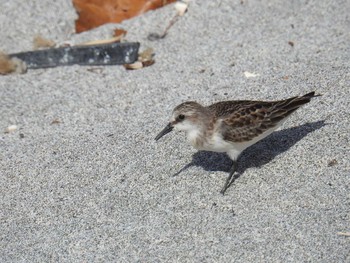 Red-necked Stint Hahajima Island Fri, 9/16/2016