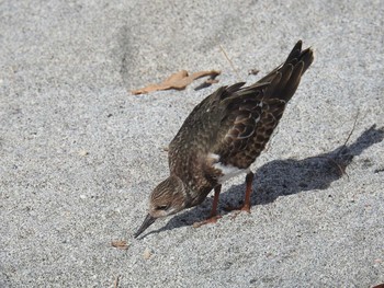 Ruddy Turnstone Hahajima Island Fri, 9/16/2016