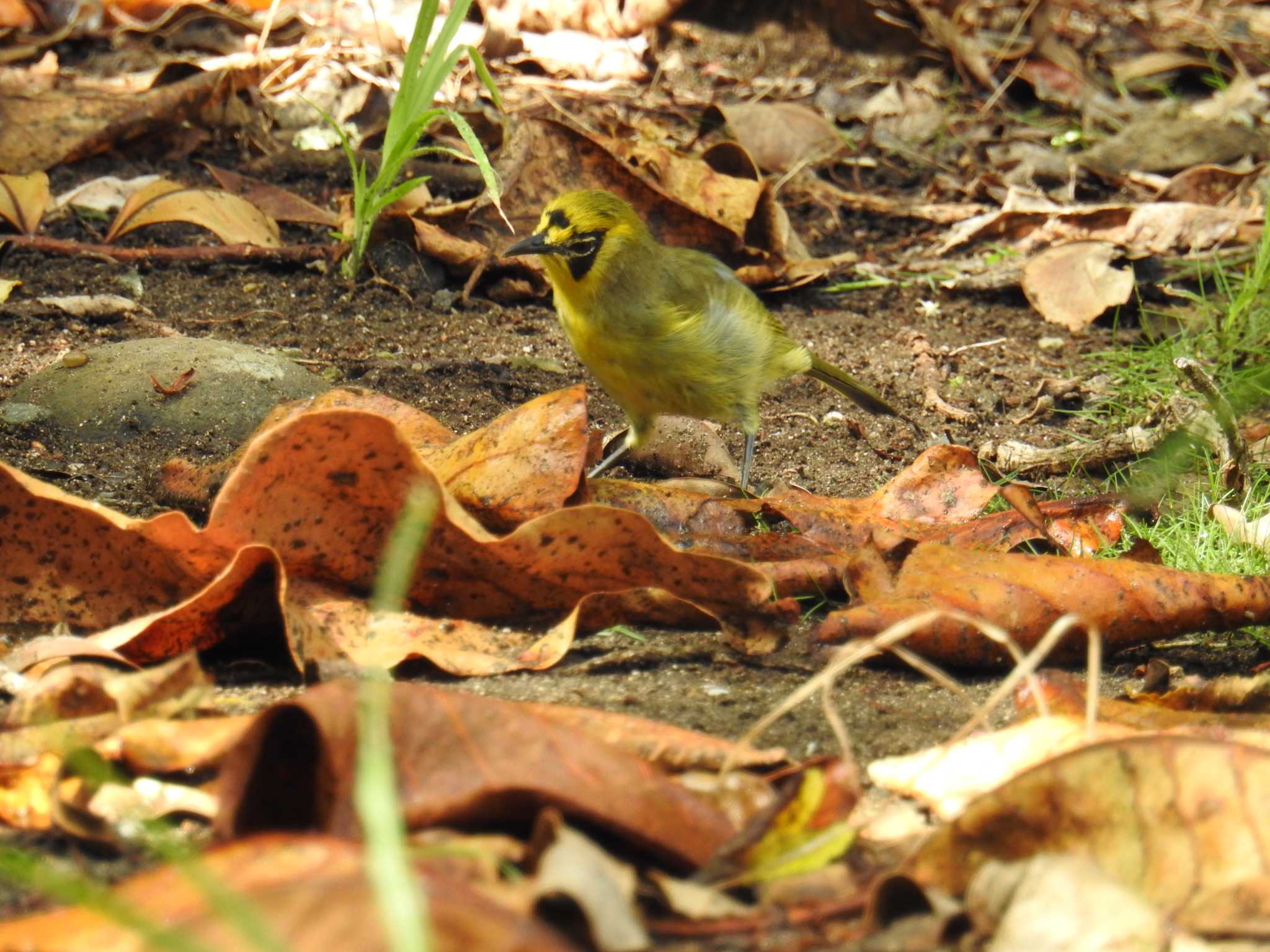 Photo of Bonin White-eye at Hahajima Island by 大鷭7945