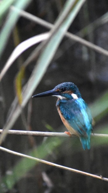 カワセミ 須崎調整池 2021年8月12日(木)