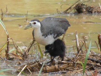 White-breasted Waterhen Yoron Island Tue, 8/10/2021