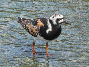 Ruddy Turnstone Yoron Island Thu, 8/12/2021