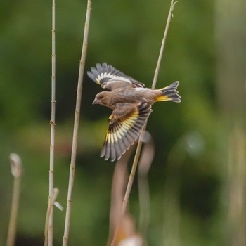 Grey-capped Greenfinch 国営ひたち海浜公園 Thu, 8/12/2021