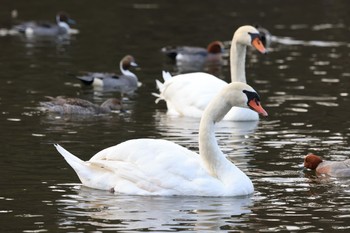 コブハクチョウ 深山公園 2021年2月21日(日)