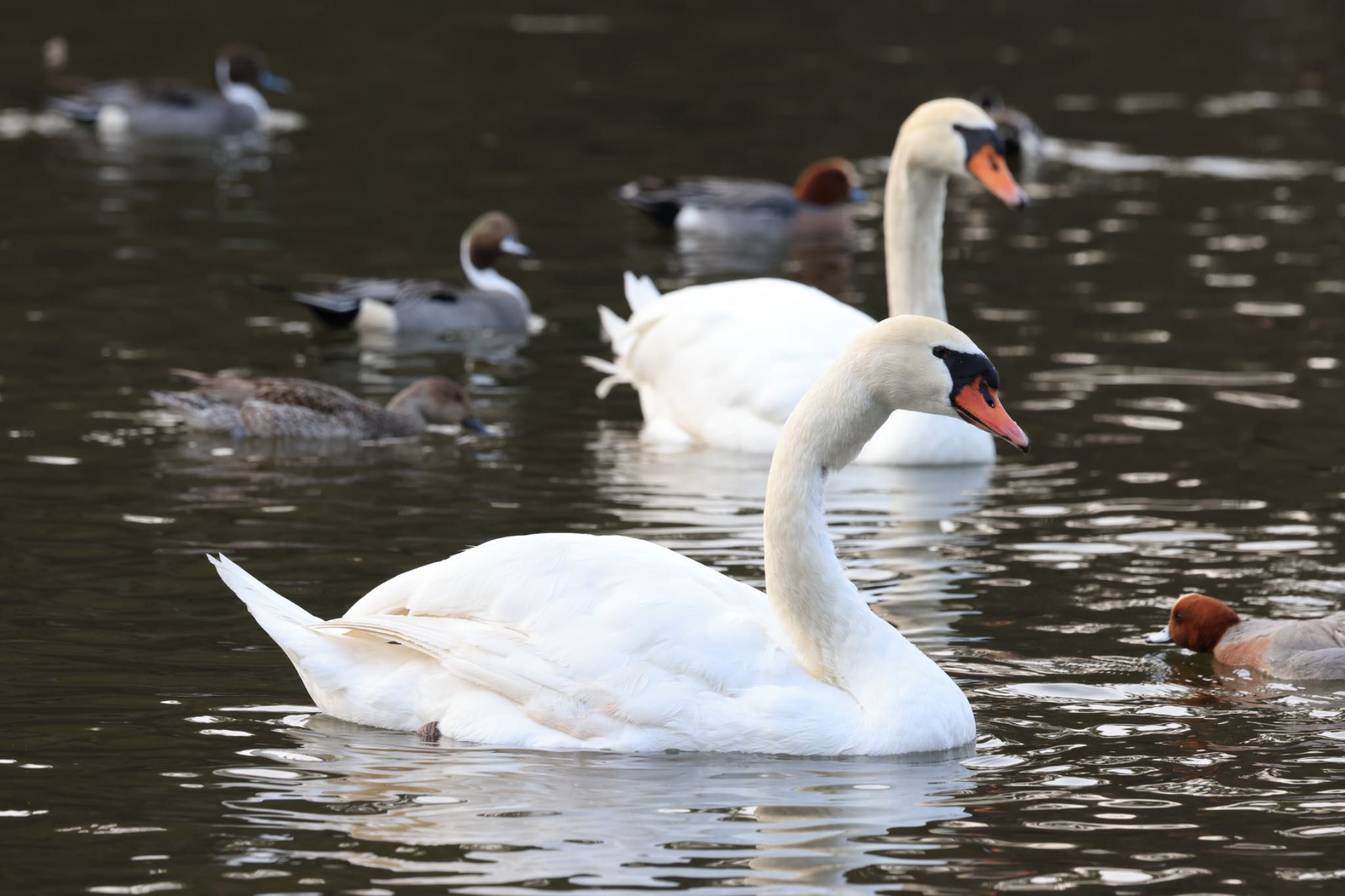 Photo of Mute Swan at 深山公園 by H.NAKAMURA