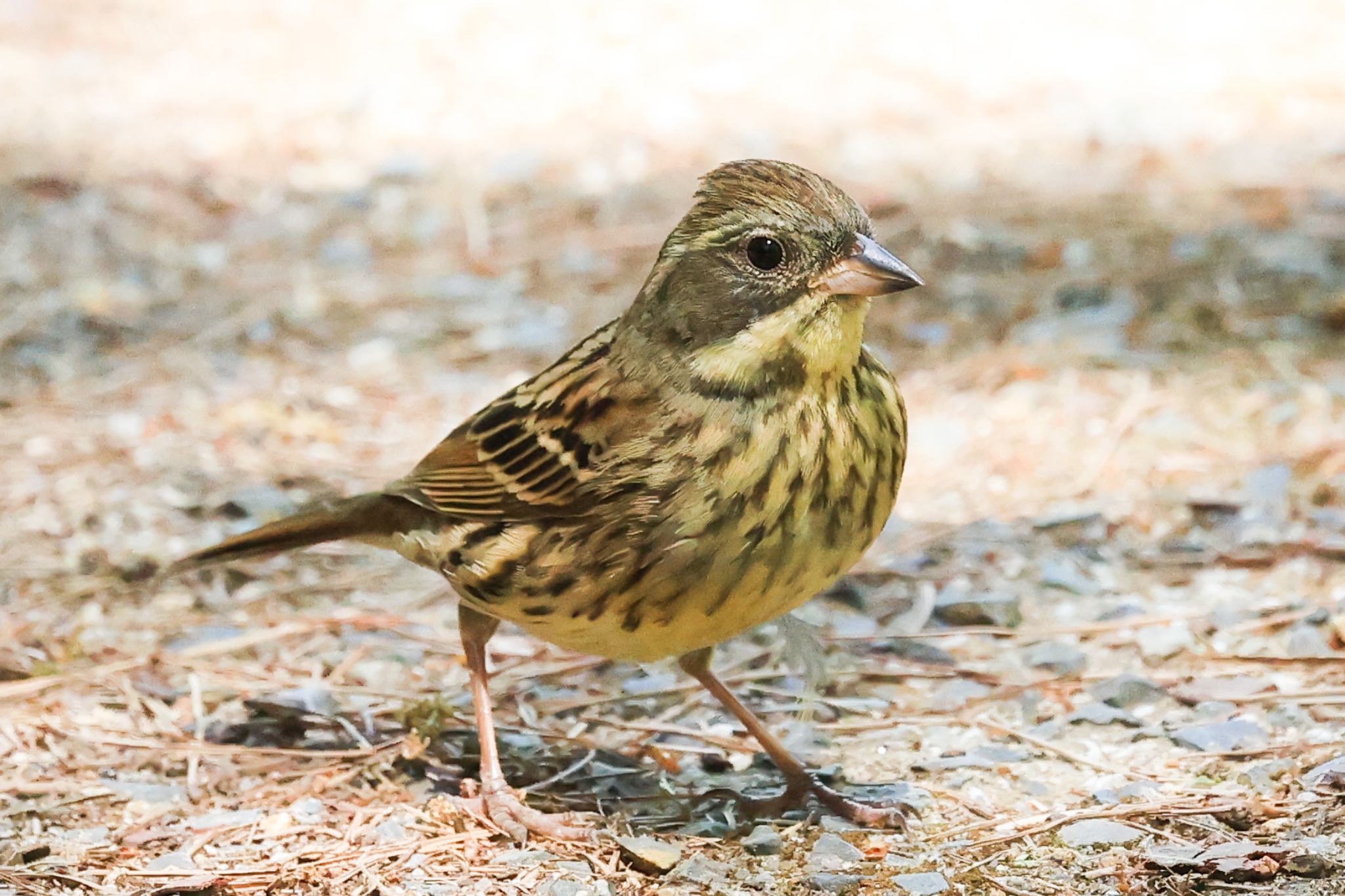 Photo of Masked Bunting at 深山公園 by H.NAKAMURA