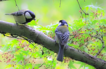 シジュウカラ 深山公園 2021年4月18日(日)