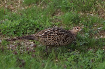 Green Pheasant 岡山市北区 Sat, 4/10/2021