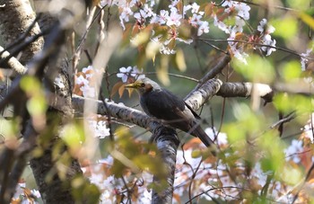 ヒヨドリ 高梁市 2021年4月11日(日)