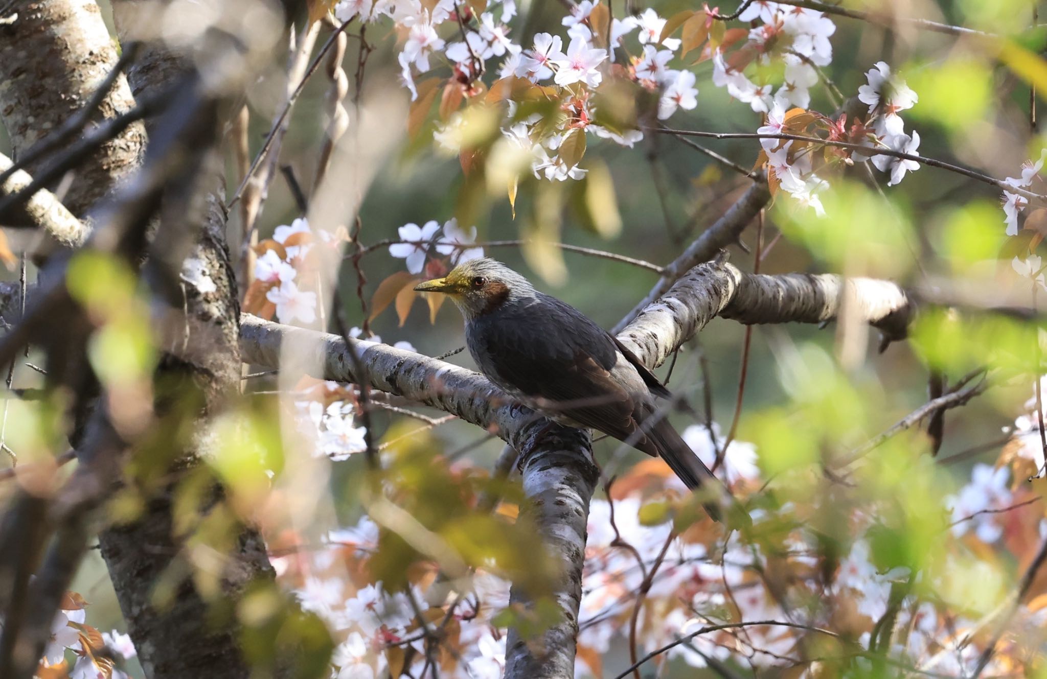 Photo of Brown-eared Bulbul at 高梁市 by H.NAKAMURA
