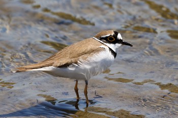 Little Ringed Plover 岡山県倉敷市 Mon, 4/26/2021