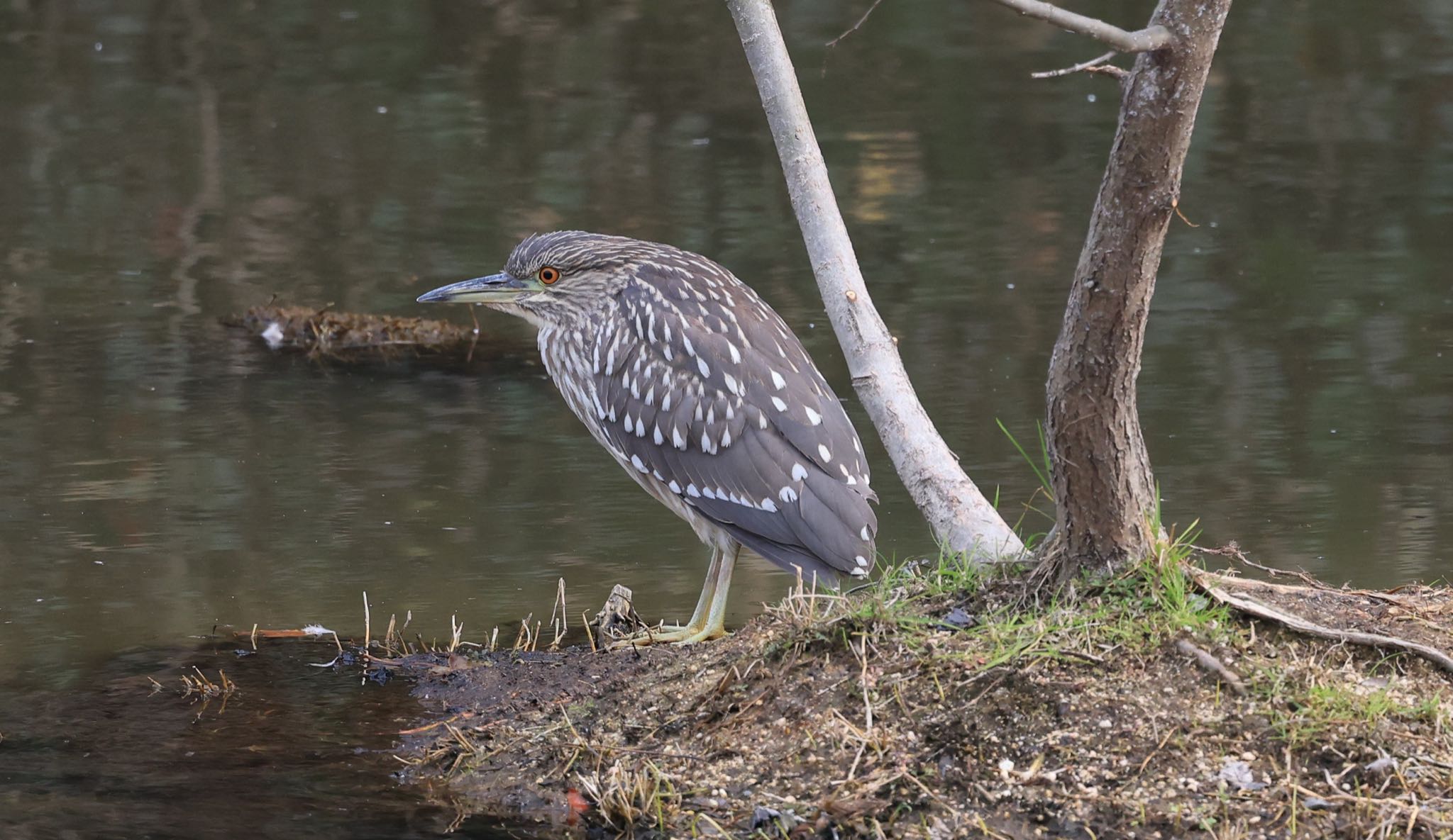 Photo of Black-crowned Night Heron at 岡山県総社市 by H.NAKAMURA