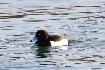 Tufted Duck 酒津公園 Sun, 2/21/2021