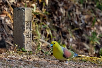 アオバト 砂川公園 2021年2月14日(日)