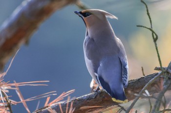 Bohemian Waxwing 深山公園 Sun, 2/21/2021