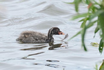 Little Grebe 青森県小川原湖 Wed, 8/11/2021