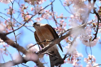 ツミ 大田区 2017年4月5日(水)