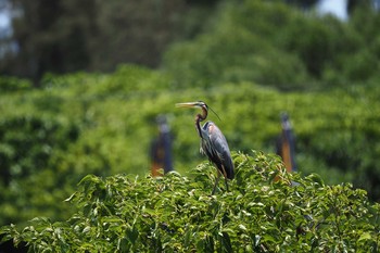 ムラサキサギ 石垣島 2021年5月25日(火)