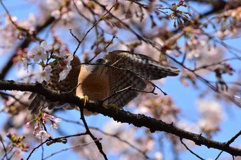 ツミ 大田区 2017年4月5日(水)