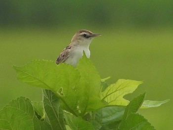 セッカ 秋ヶ瀬公園付近 2021年8月12日(木)